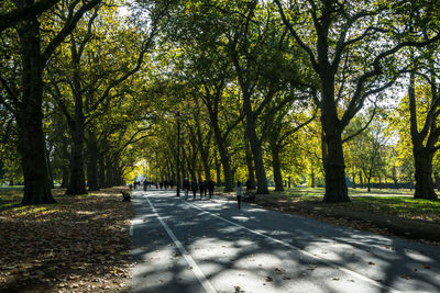 Road amidst trees