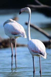 Flamingoes perching in lake