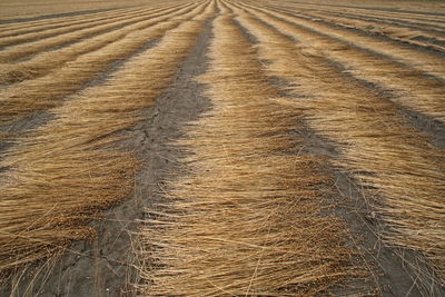 Full frame shot of agricultural field