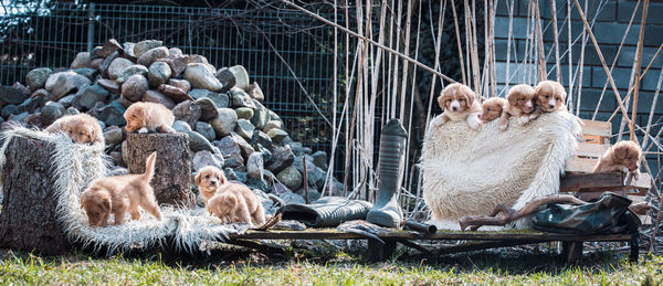 Retrievers puppys