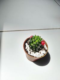 High angle view of berries on table