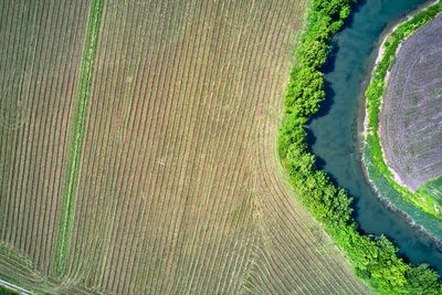 High angle view of agricultural field