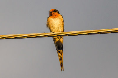 Low angle view of bird perching on metal against sky