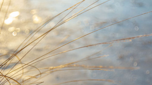 Close-up of plants on field against sky