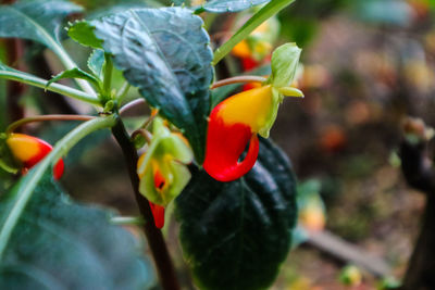 Close-up of flower growing on plant
