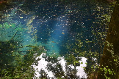 High angle view of trees by sea