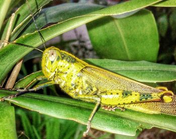 Close-up of frog on leaf