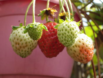 Close-up of strawberry fruits 