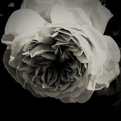 Close-up of rose over black background