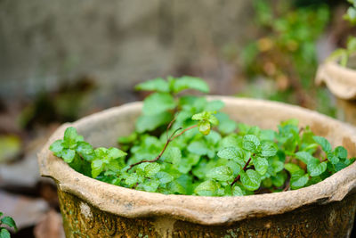 Close-up of vegetables in bowl