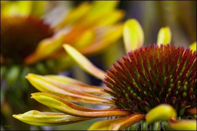 Close-up of fresh red flower blooming outdoors