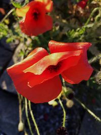 Close-up of red poppy flower