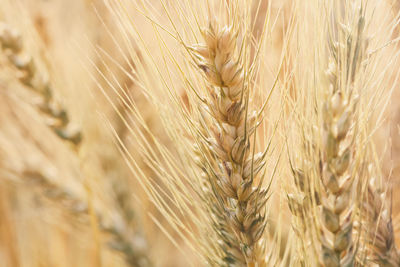 Close-up of stalks in wheat field