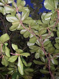 Full frame shot of tree