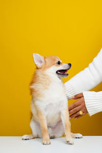 Full length of hand holding dog against yellow background