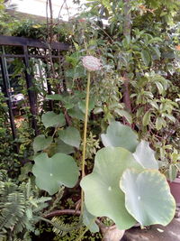 Close-up of flowering plant