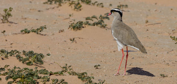 A crowned lapwing in etosha, a national park of namibia