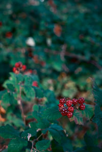 Close-up of red berries on plant