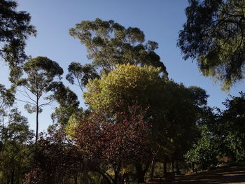 Low angle view of trees against clear sky