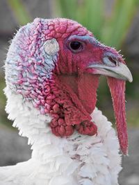 Close-up of a bird