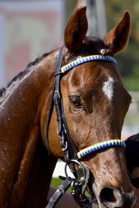 Close-up of a horse