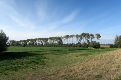 Trees on field against sky