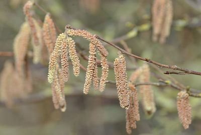 Close-up of flowering plant against blurred background