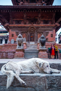 View of a dog sitting outside building