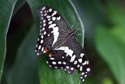 Close-up of butterfly on leaf