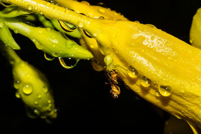 Close-up of water drops on leaf