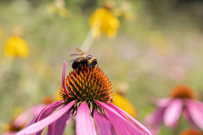 Close-up of butterfly on purple flower