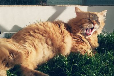 Close-up of cat yawning on grass