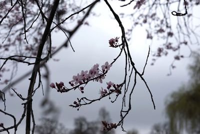 Low angle view of pink flowers blooming against sky