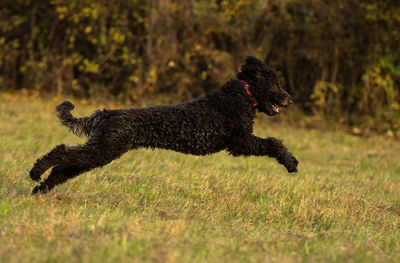 Brown labradoodle jumping on grass