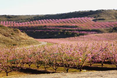 Scenic view of flowering plants on field against sky