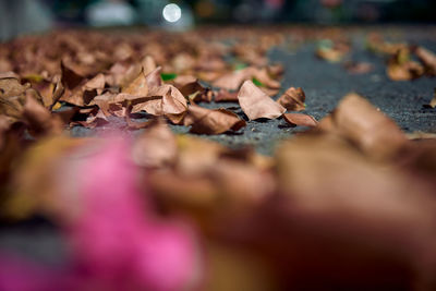 Close-up of fallen leaves