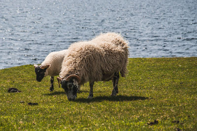 Two blackface sheep grazing in the isle of skye with sea background in the isle of skye, scotland