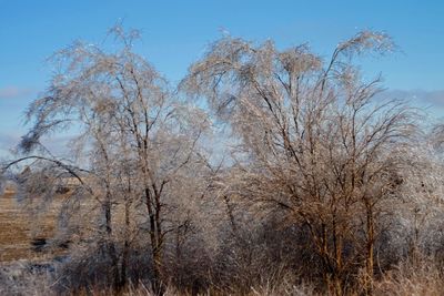 Low angle view of bare trees against clear sky