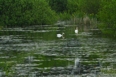 Swans swimming in lake