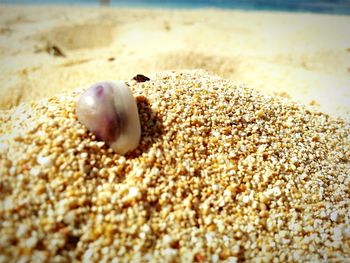 Close-up of seashell