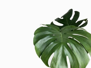 Close-up of fresh green plant against white background