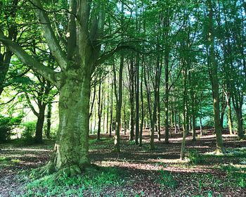 Trees growing on field in forest