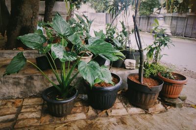 Potted plants in yard