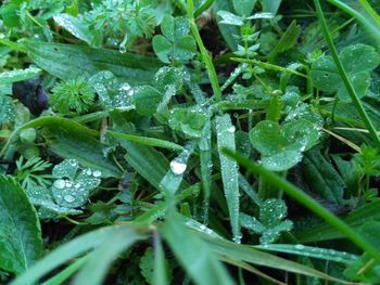 Full frame shot of wet plants