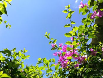 Low angle view of flower tree against blue sky