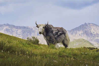 View of a horse on field