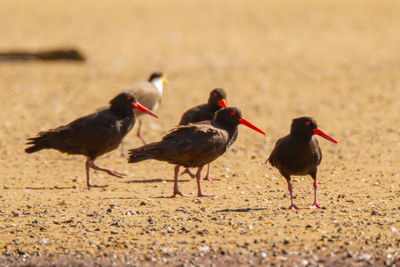 View of birds on the beach