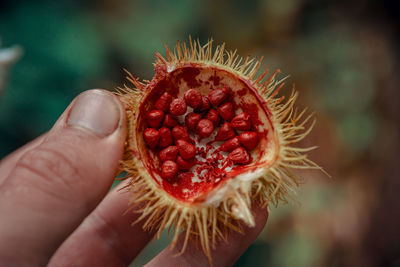 Close-up of hand holding fruit