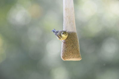 Close-up of bird perching on feeder