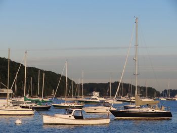 Sailboats moored in harbor